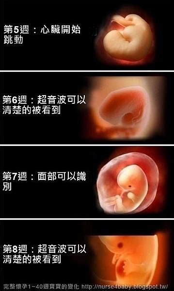 于五行 胎兒生長過程